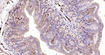 Rat CALB2 Ready-To-Use IHC Kit