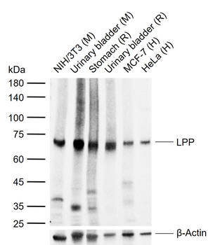 LPP Recombinant Rabbit Monoclonal Antibody