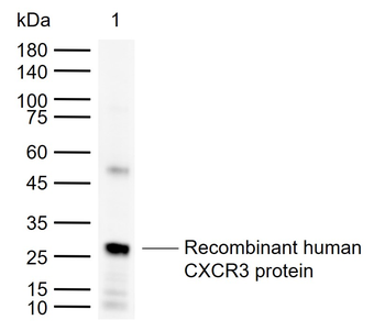 CXCR3 Rabbit Polyclonal Antibody