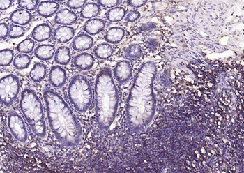 HLA E Rabbit Polyclonal Antibody