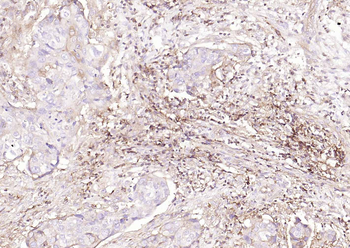 HLA E Rabbit Polyclonal Antibody