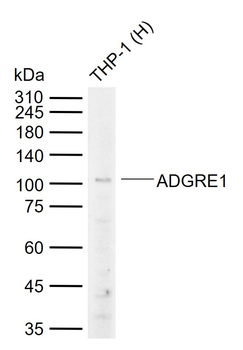 ADGRE1 Recombinant Rabbit Monoclonal Antibody