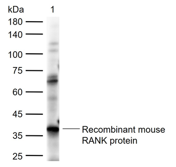 RANK Rabbit Polyclonal Antibody
