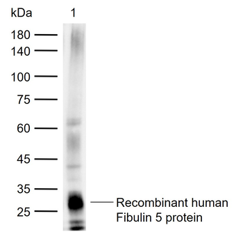 Fibulin 5 Rabbit Polyclonal Antibody