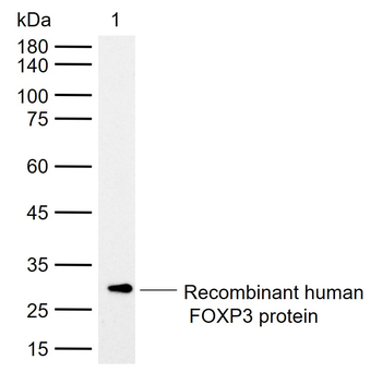 FOXP3 Mouse Monoclonal Antibody