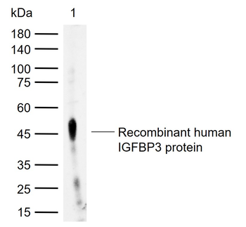 IGFBP3 Rabbit Polyclonal Antibody