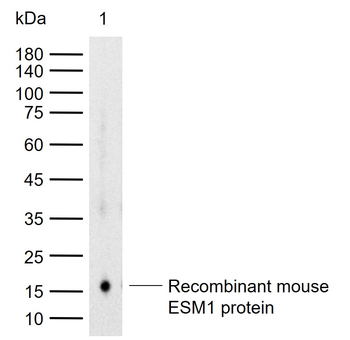 ESM1 Rabbit Polyclonal Antibody