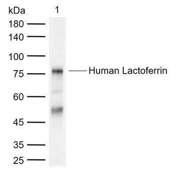 Lactoferrin Mouse Monoclonal Antibody
