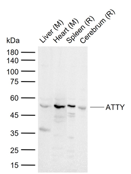 ATTY Rabbit Polyclonal Antibody
