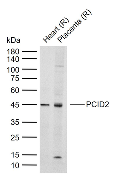 PCID2 Rabbit Polyclonal Antibody
