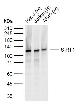 SIRT1 Mouse Monoclonal Antibody