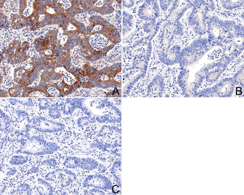 Phospho-EIF2S1 (Ser51) Recombinant Rabbit Monoclonal Antibody