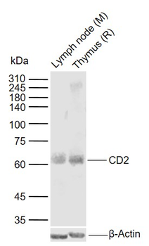 CD2 Rabbit Polyclonal Antibody