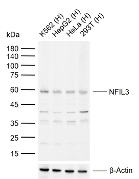 NFIL3 Rabbit Polyclonal Antibody
