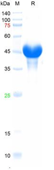 Recombinant FMDV VP1 (type O) protein, Sumo & His
