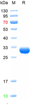 Recombinant human GBP2 protein, N-His