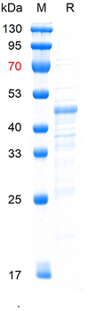 Recombinant human MYOD1 protein, C-His