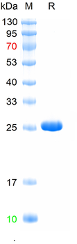Recombinant human PLCG1 protein, N-His