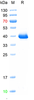 Recombinant human RORA protein