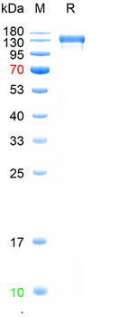 Recombinant human EGFR protein, C-hFc