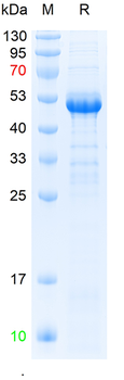 Recombinant human FMN1 protein, N-His