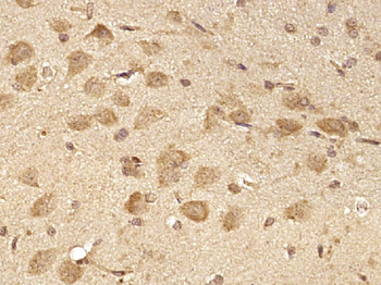 C19orf21 Rabbit Polyclonal Antibody