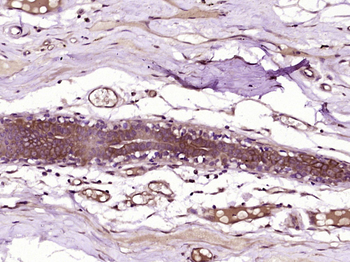 C19orf28 Rabbit Polyclonal Antibody