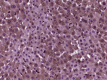 Wnt11 Rabbit Polyclonal Antibody