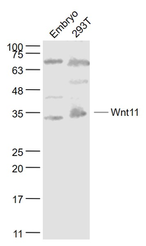 Wnt11 Rabbit Polyclonal Antibody