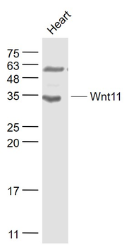 Wnt11 Rabbit Polyclonal Antibody