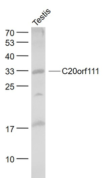 C20orf111 Rabbit Polyclonal Antibody