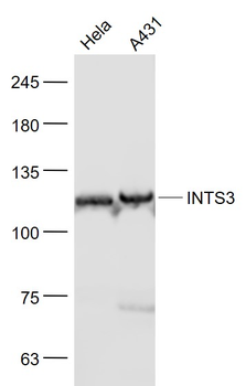 INTS3 Rabbit Polyclonal Antibody
