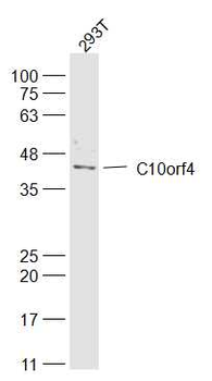 FRA10AC1 Rabbit Polyclonal Antibody