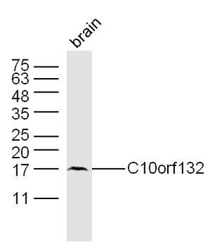 C10orf132 Rabbit Polyclonal Antibody