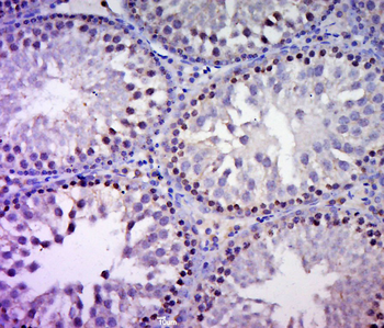 C20orf132 Rabbit Polyclonal Antibody