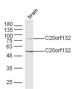C20orf132 Rabbit Polyclonal Antibody