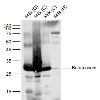Beta-casein Rabbit Polyclonal Antibody