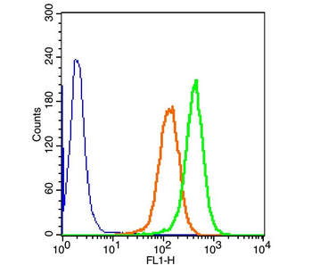 MSX1 Rabbit Polyclonal Antibody