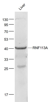 RNF113A Rabbit Polyclonal Antibody