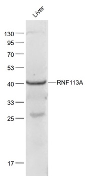 RNF113A antibody