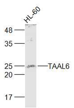 TAAL6 Rabbit Polyclonal Antibody