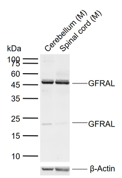 GFRAL Rabbit Polyclonal Antibody
