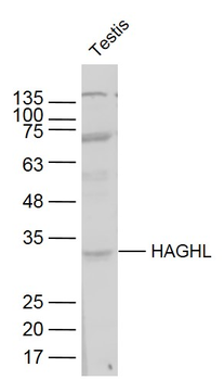 HAGHL Rabbit Polyclonal Antibody