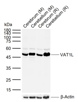 VAT1L Rabbit Polyclonal Antibody