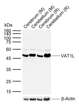 KIAA1576 antibody