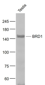 BRD1 Rabbit Polyclonal Antibody