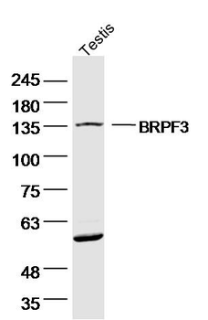 BRPF3 Rabbit Polyclonal Antibody