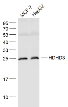 HDHD3 Rabbit Polyclonal Antibody