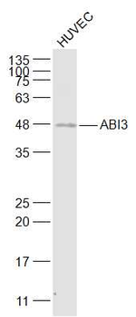 ABI3 Rabbit Polyclonal Antibody