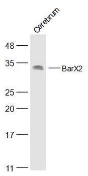 BarX2 Rabbit Polyclonal Antibody